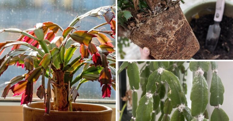 8 Reasons Your Christmas Cactus Leaves Are Turning Red Before Bloom Season