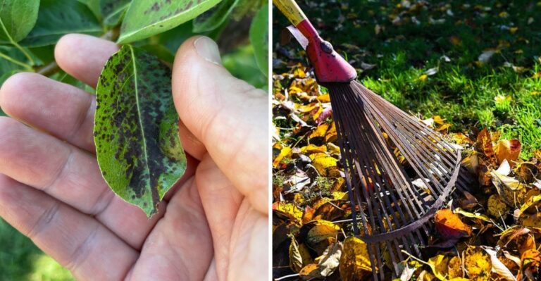 Why Tossing Diseased Pear Leaves Into Your Michigan Compost Pile Is A Mistake