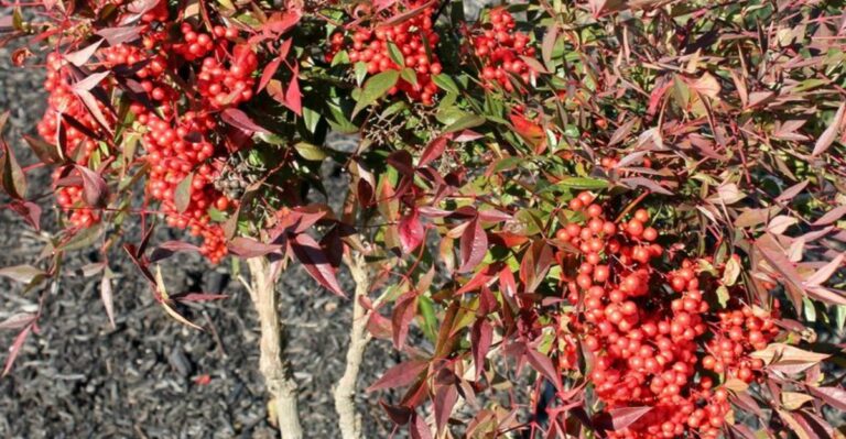 Bright Red Nandina Berries In Georgia Yards Can Spell Trouble For Hungry Birds