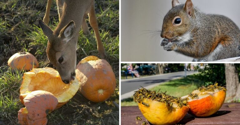 Carved Pumpkins On Maryland Porches Draw More Than Trick-Or-Treaters