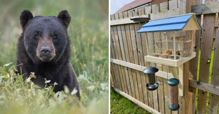 A Bird Feeder Can Become A Bear Feeder In Florida This Fall