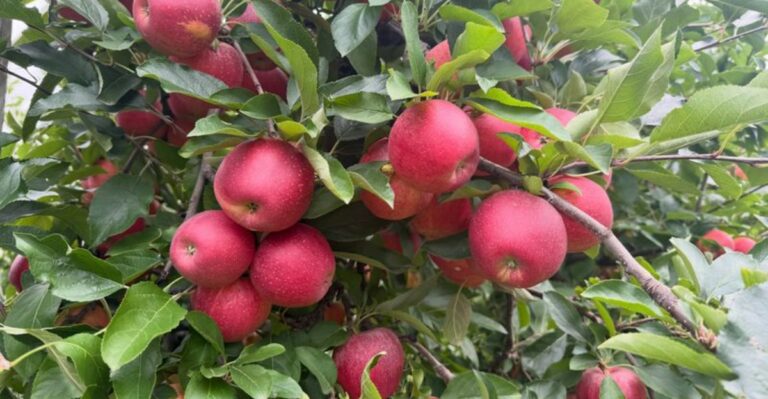 Why Michigan Fruit Trees Need Extra Attention During This Dry October Stretch