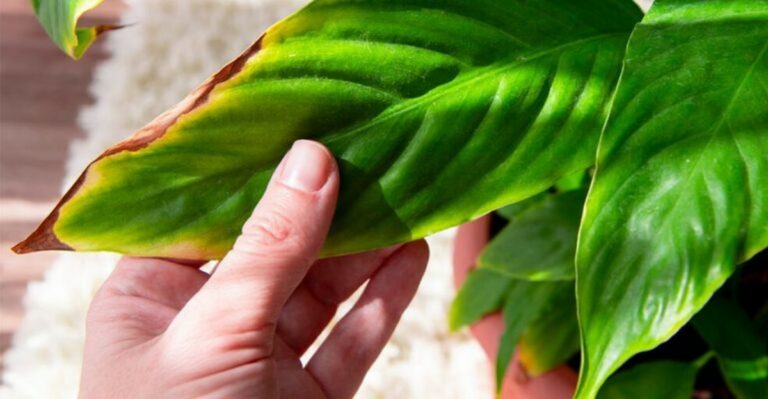 Your New York Peace Lily Is Turning Brown This Fall, And The Fix Is Easier Than You Think