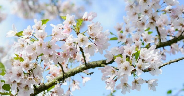 Cherry Blossoms In October? Missouri Gardeners Are Spotting A Cherry Tree That Blooms In Spring And Fall