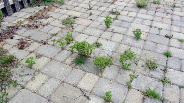A Better Way to Manage Weeds Between Pavers in Arizona
