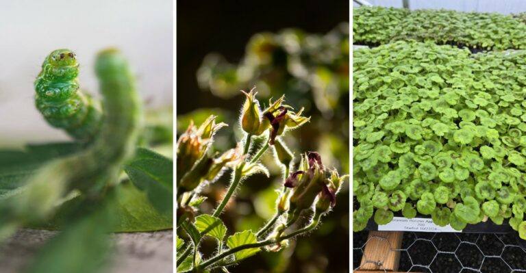 Why Your Geraniums Stop Blooming In Late Summer