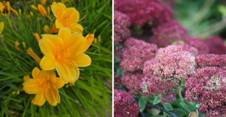 Should You Cut Back Perennials In October? Here’s What To Trim And What To Leave