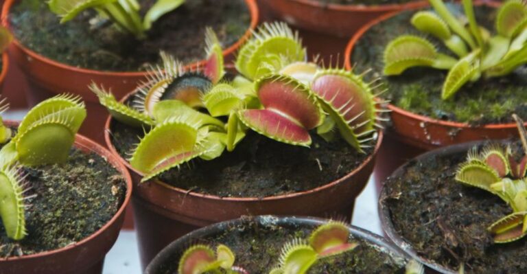 The Venus Flytrap Grows Wild In Just One Small Region, And Most Of It Is In North Carolina
