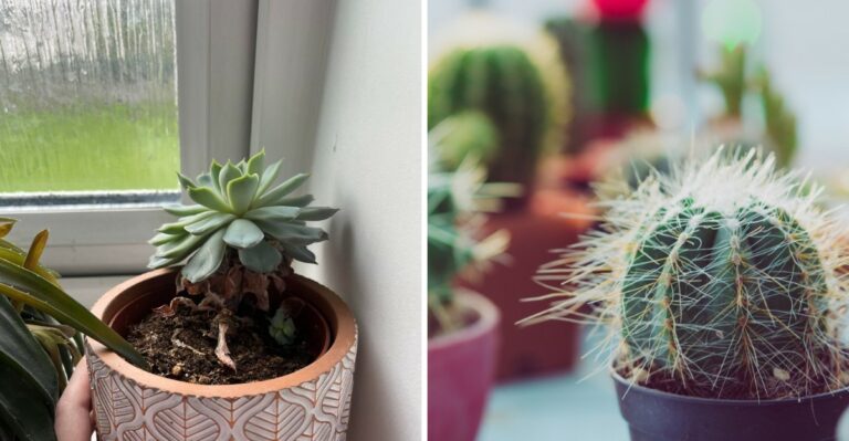 The One Texas Plant Group You Should Never Water Before A Freeze