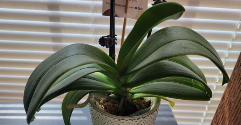 An Orchid That Hasn’t Rebloomed In Your Indiana Home May Just Need Cooler Fall Nights