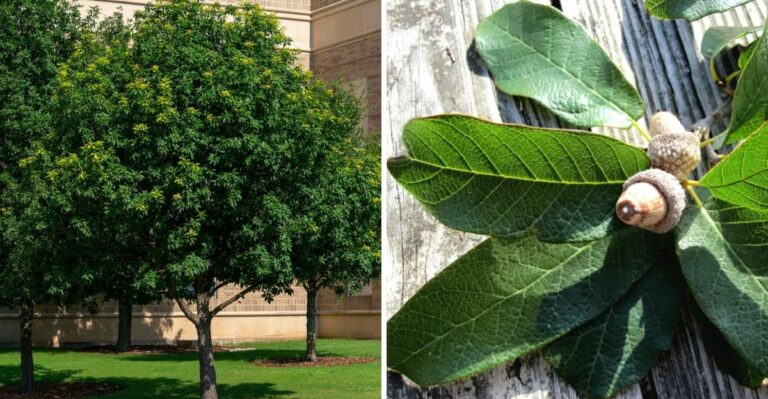 The Texas Native Tree That Resists Oak Wilt Without Constant Spraying