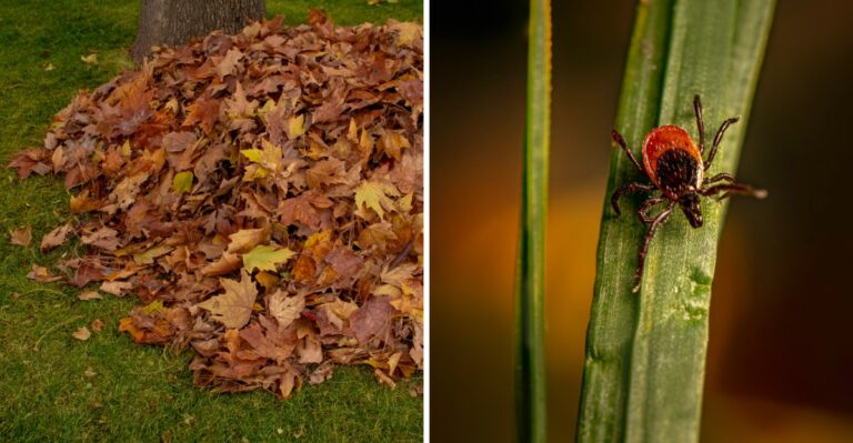 Tiny Hitchhikers Are Peaking Again In New Jersey Yards, And Your Leaf Pile Can Be Their Hideout