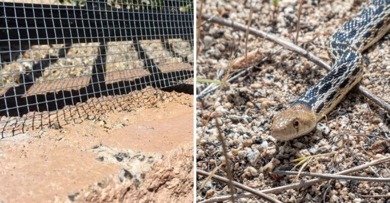 What It Means When a Gopher Snake Shows Up in Your California Yard