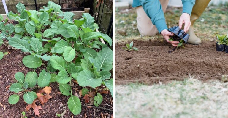 The Timing Trick For Louisiana Collards That Makes Them Sweeter