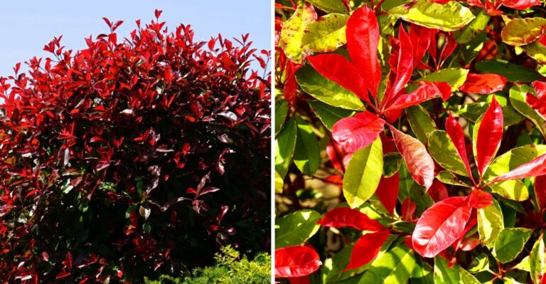 Why Some Texas Gardeners Are Replacing Red Tip Photinia