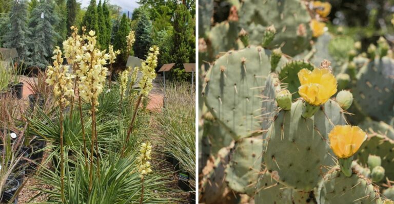 Warm-Climate Plants That Actually Survive Pennsylvania Winters