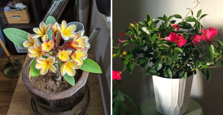 These Texas Tropicals Need Protection First This Fall