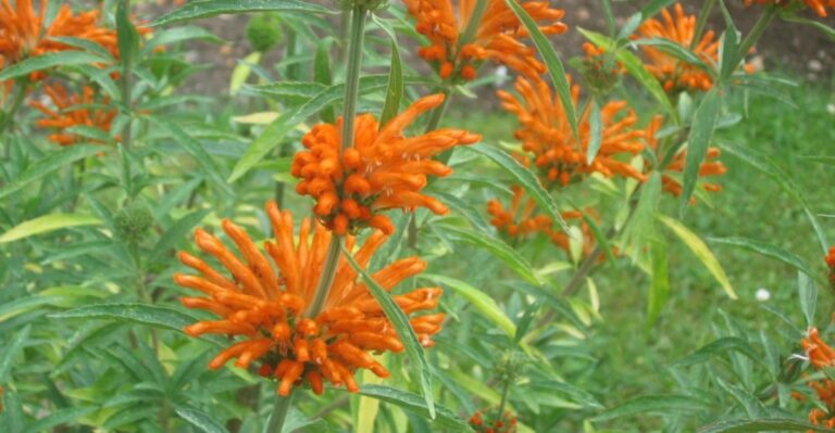These Fuzzy Orange Flowers Bring A Burst Of Fall Color To Georgia Gardens