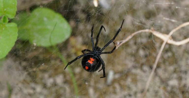 What To Do If A Black Widow Bites You In Your New York Yard