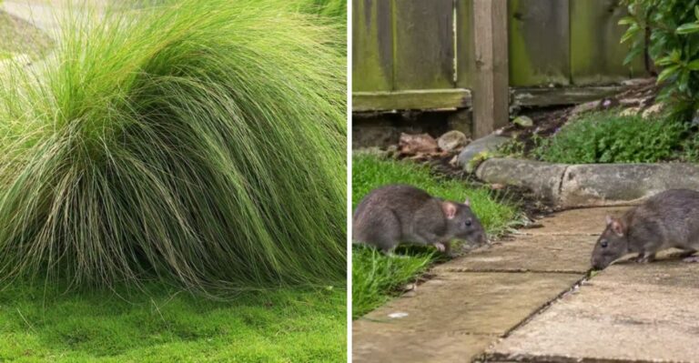 The One California Plant That Repels Rats And Still Looks Good Year Round