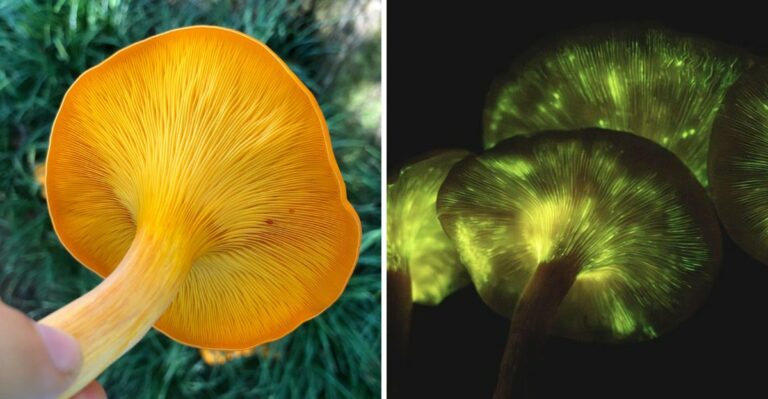 The Orange Mushroom Under California Oaks That Looks Made For Halloween (And Why You Should Never Eat It)