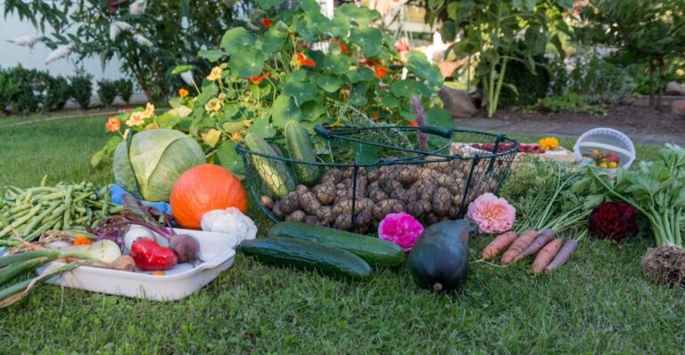 How To Plan Next Year’s Vegetable Garden Around Florida’s Two Growing Seasons