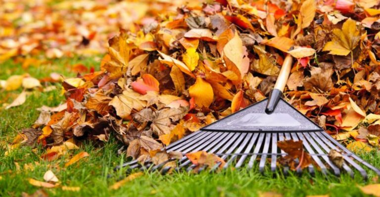 Why Michigan Gardeners Must Stop Leaving Thick Mats Of Fall Leaves On The Lawn