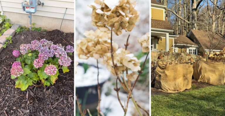 Act Now To Protect Your New York Hydrangeas Before Nights Get Colder