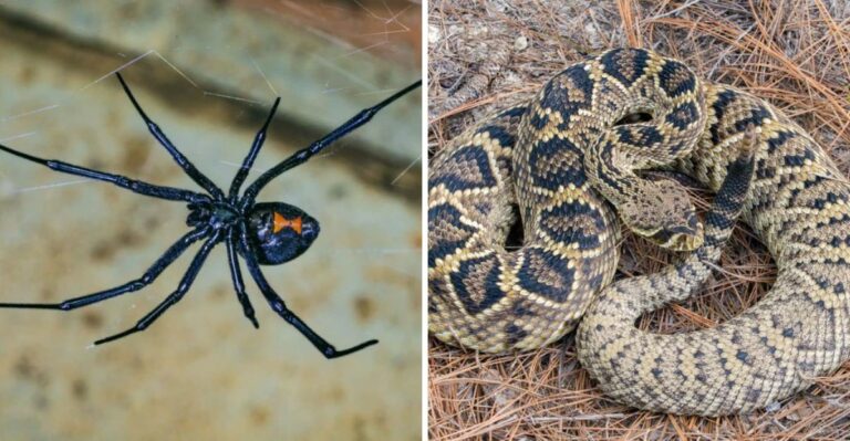 Florida’s Most Dangerous Venomous Species To Watch For This Fall