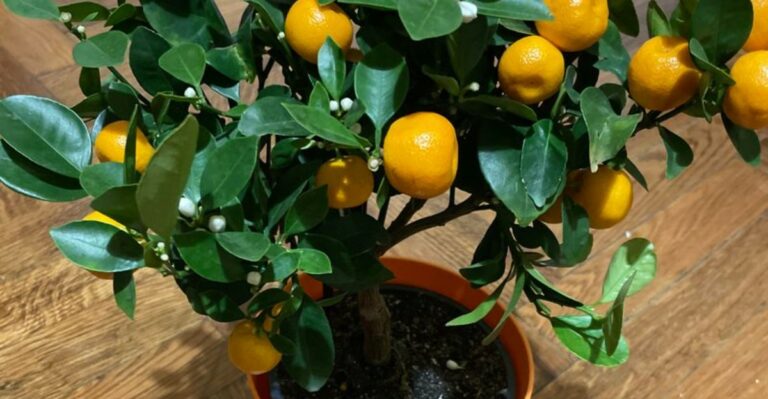 How To Grow Your Own Tree From Tangerine Seeds In North Carolina