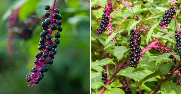 These Bright Pink Stems And Purple Berries In New Jersey Yards Deserve A Closer Look