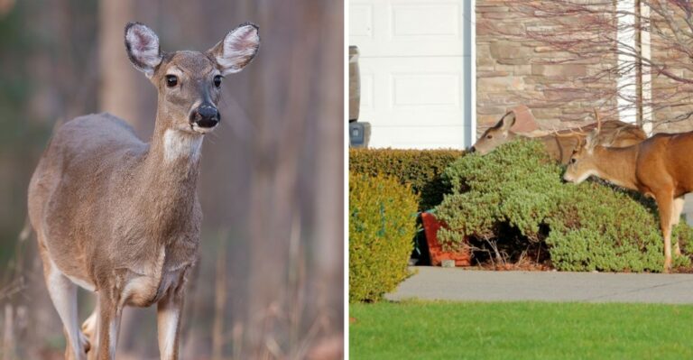 New York Wants Hunters To Take More Does This Year. What Does That Mean For Your Garden?