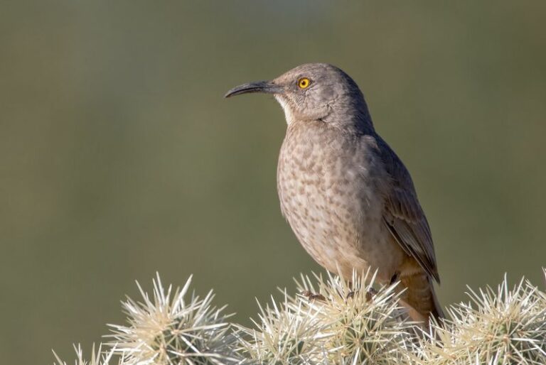 The Arizona Birds That Show Up In October And Stick Around All Winter