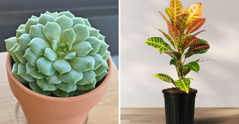 The Worst Pennsylvania Plants For Rooms Without Windows