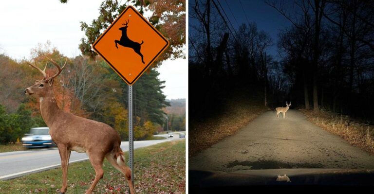 Deer Crashes Spike In New York This Time Of Year. What Every Driver Should Know
