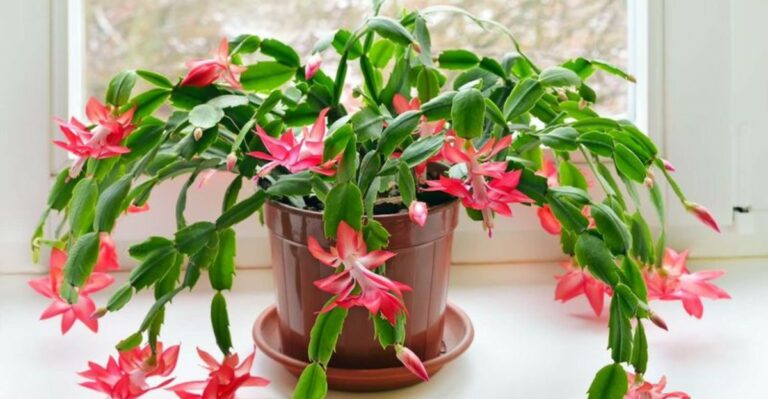 How To Move A California Christmas Cactus Without Causing Bud Drop