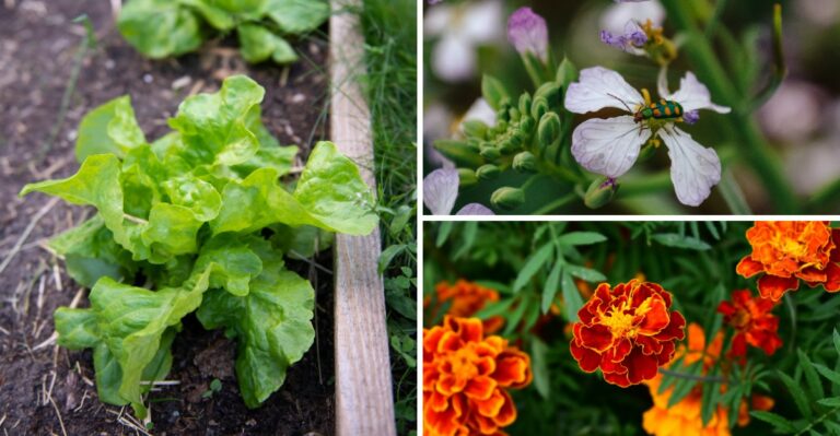 8 Cucumber Companion Plants That Can Help Support Your Harvest