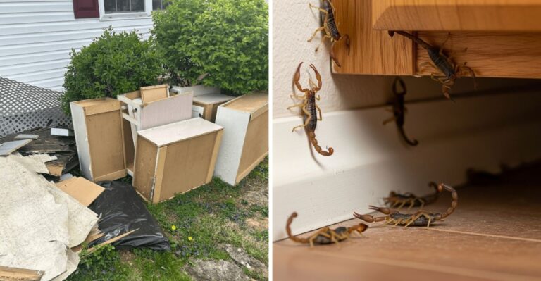 7 Things Texans Do That Accidentally Invite Scorpions Indoors In Winter