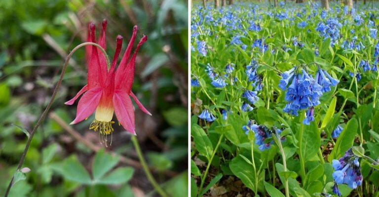 The Pennsylvania Native Plants That Are Perfect For Fall Planting