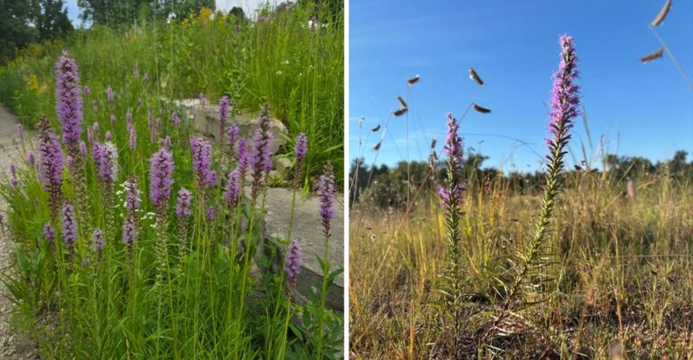 The Native Texas Wildflower That Once Covered Prairies And Is Coming Back