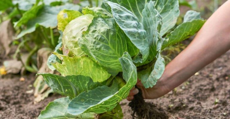 The Best Time Of Day To Harvest Michigan Vegetables Before Weekend Rain Rolls In