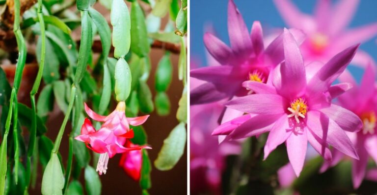 The Louisiana Christmas Cactus Light Habit That Can Delay Holiday Blooms