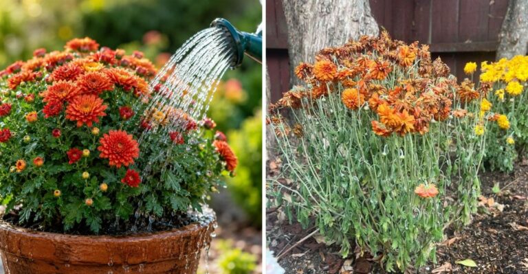 The Mum Watering Mistakes Virginia Gardeners Should Avoid This Fall