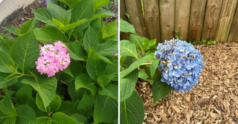 Coffee Grounds Rarely Change Georgia Hydrangea Color But This Fall Step Can