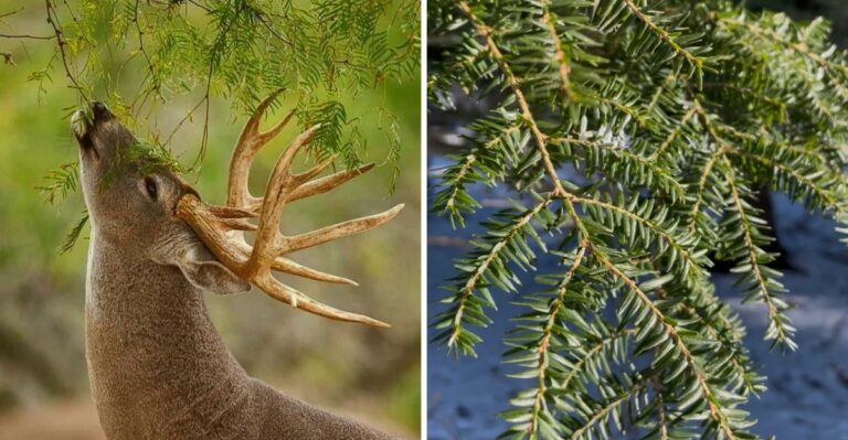 The Plants Deer Eat First In A Pennsylvania Winter