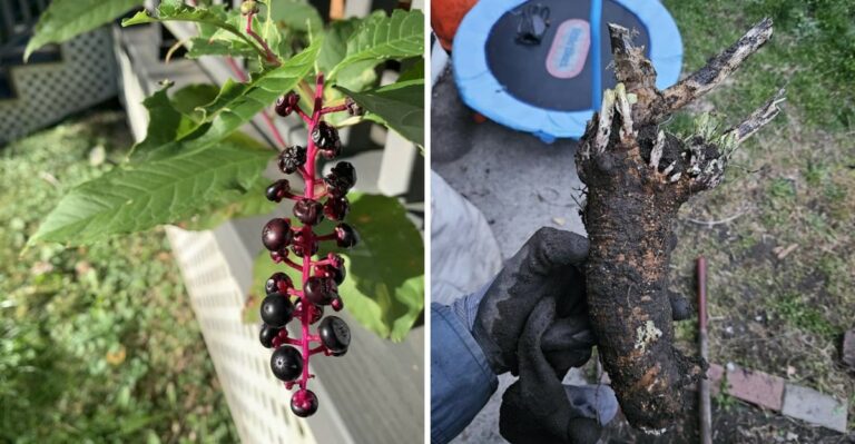 Why California Gardeners Should Never Add Pokeweed To The Compost Pile