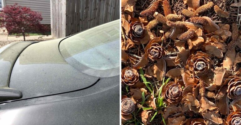 Georgia Has A Fall Pollen Season Too And A Big Evergreen Is Behind It