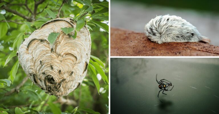 8 Venomous Species Virginia Residents Should Watch For This Fall