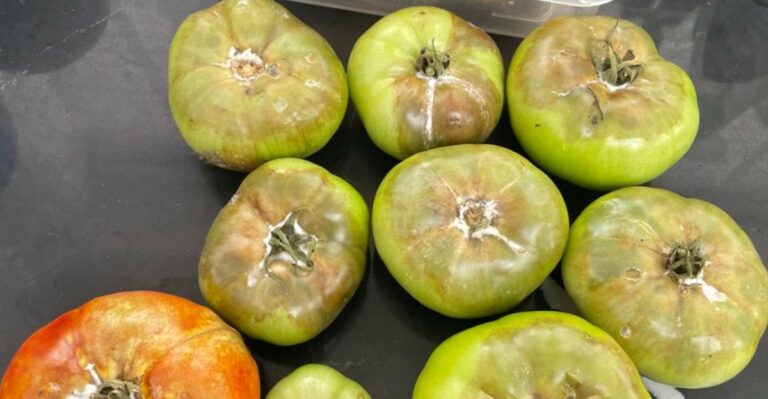 Why Green Tomatoes Go Soft Instead Of Ripening Indoors In Michigan