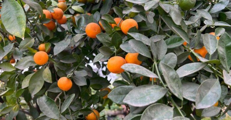 Can Satsuma Oranges Really Grow In Coastal North Carolina? Here’s What You Need To Know